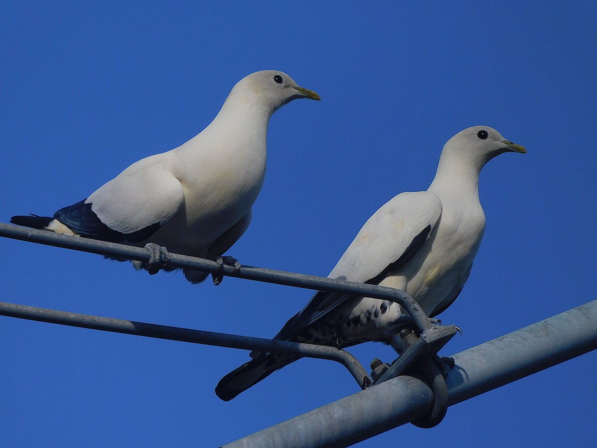 Torresian Imperial-Pigeon - ML644511268