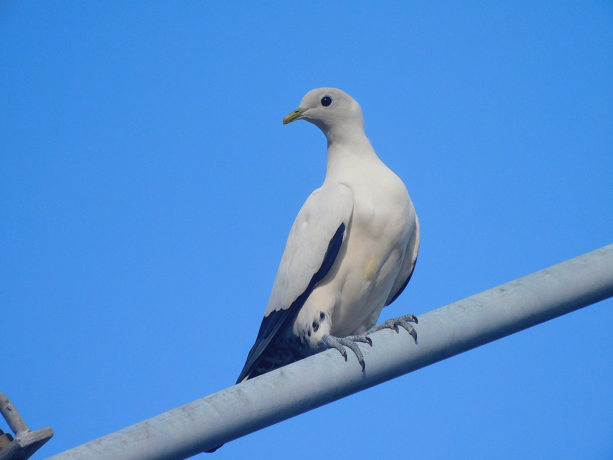 Torresian Imperial-Pigeon - ML644511269