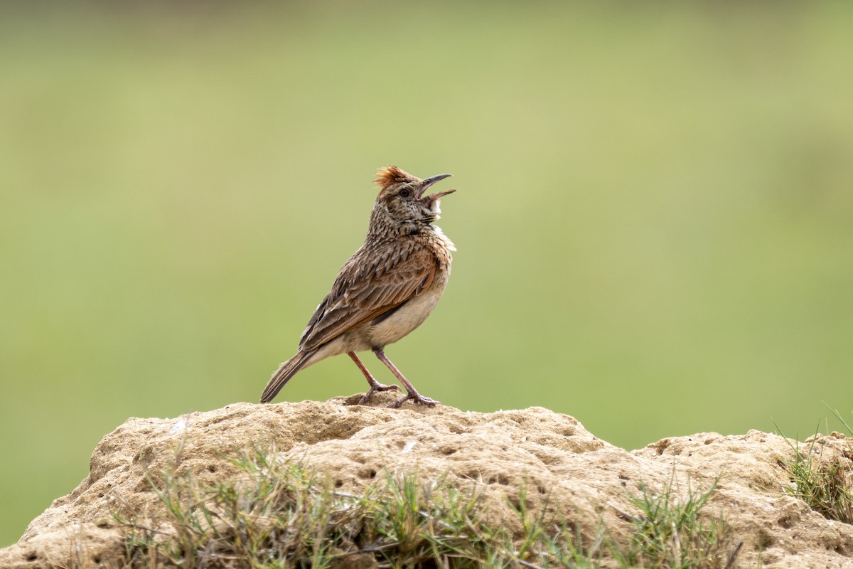 Rufous-naped Lark - ML644511275