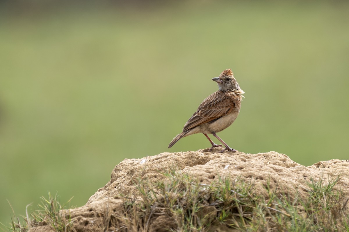 Rufous-naped Lark - ML644511276