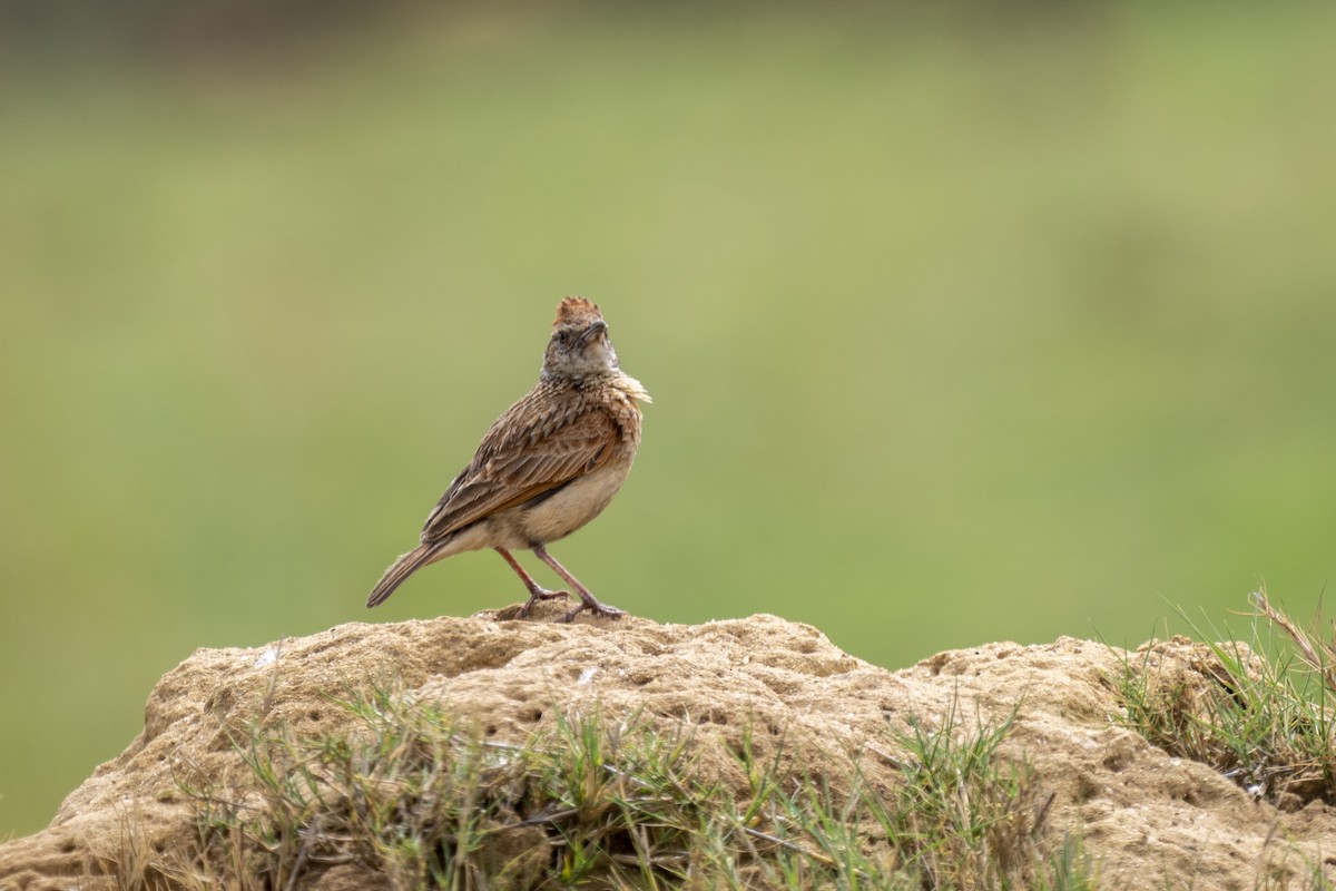 Rufous-naped Lark - ML644511277