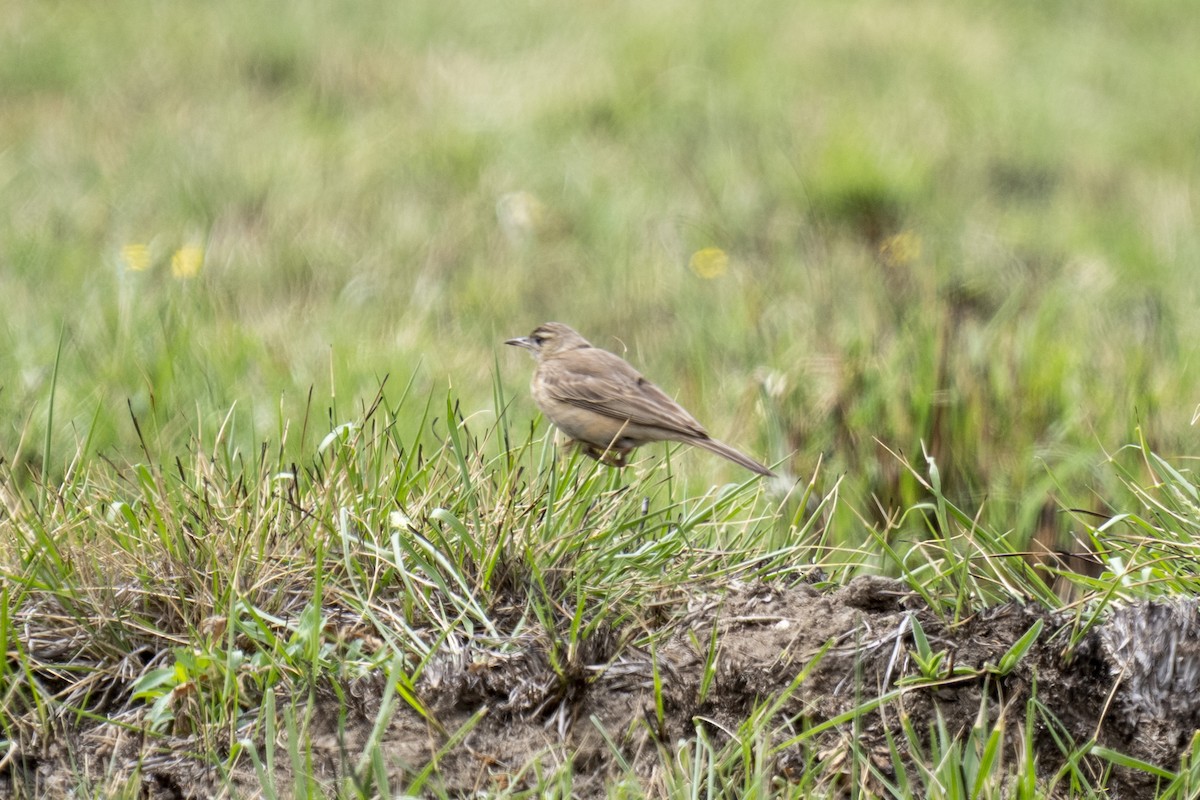 Buffy Pipit - ML644511278