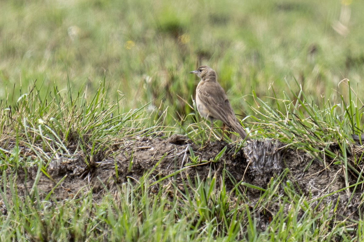 Buffy Pipit - ML644511279