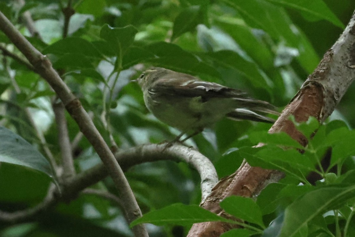 Pouillot à grands sourcils - ML644511282