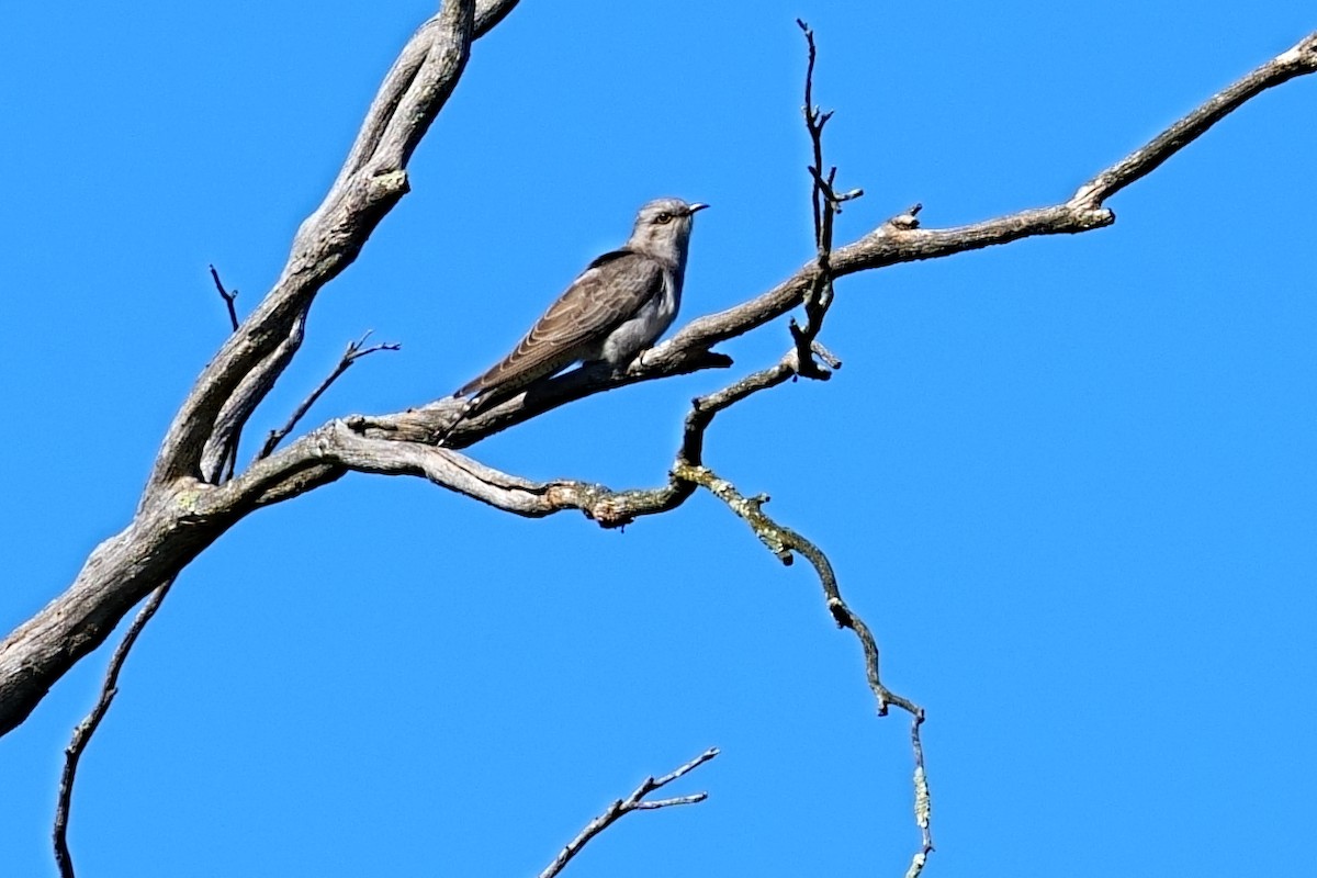 Pallid Cuckoo - ML644511284