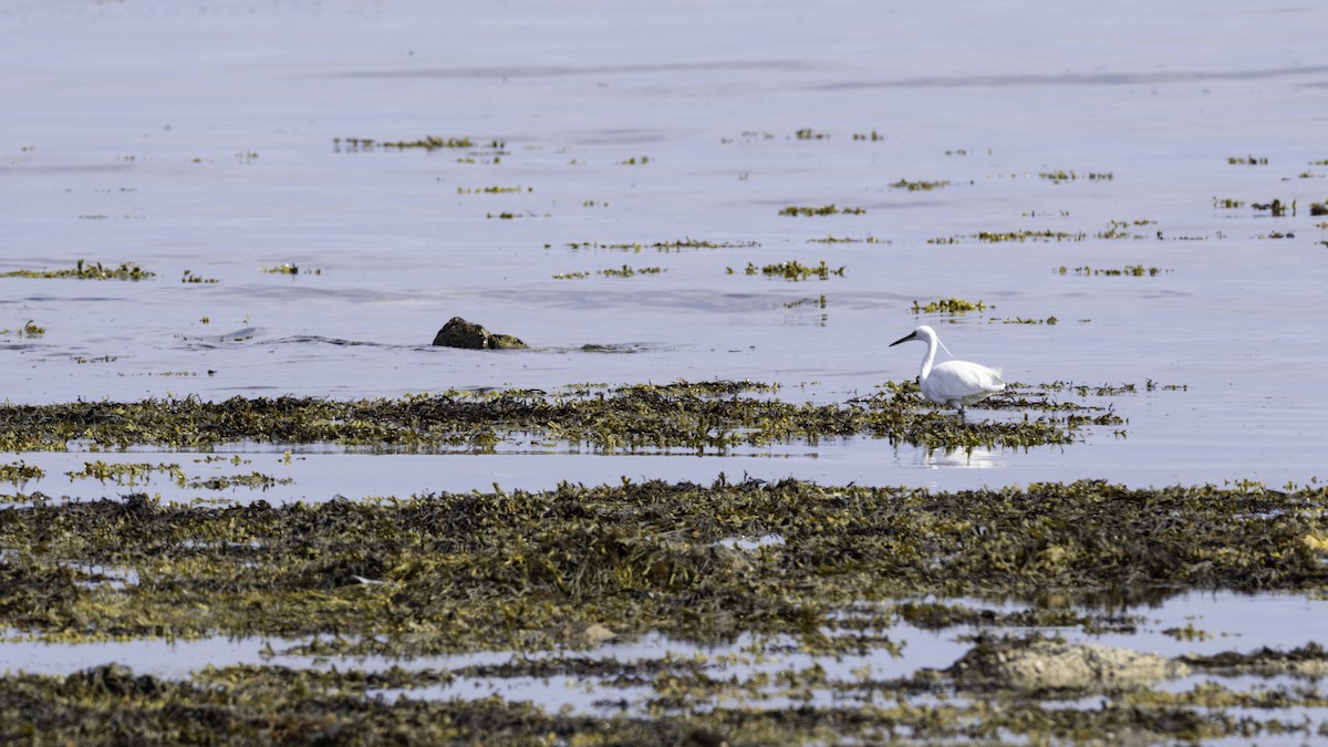 silkehegre - ML644511286