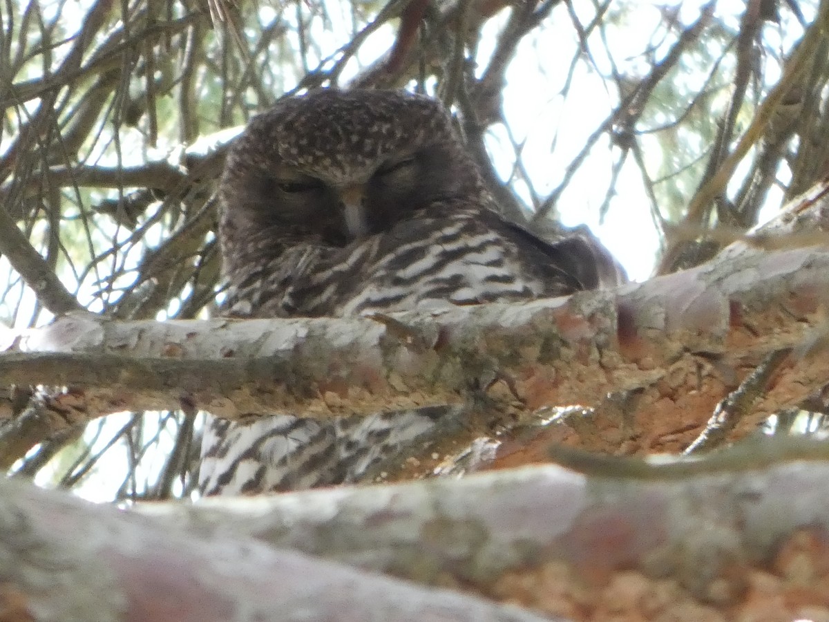 Powerful Owl - ML644511288