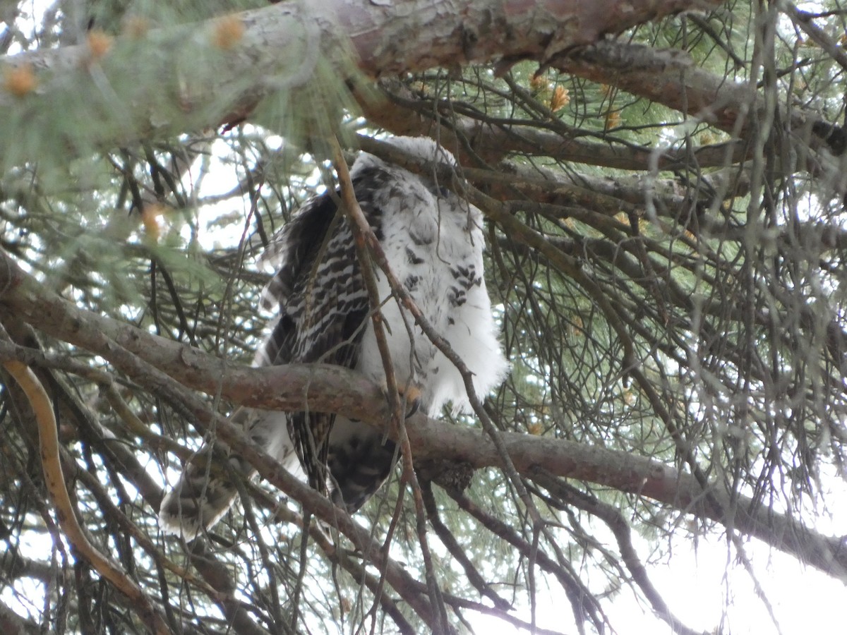 Powerful Owl - ML644511289