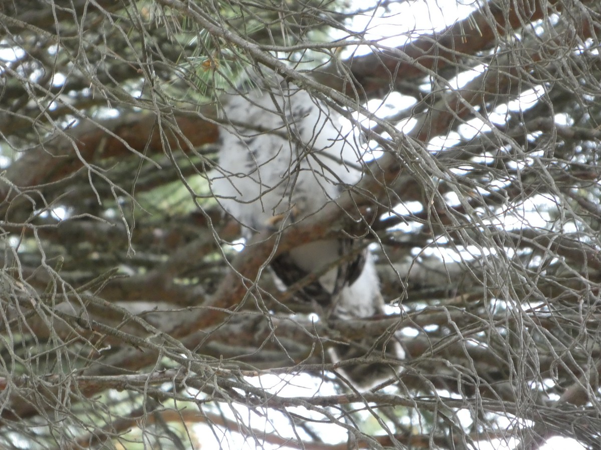 Powerful Owl - ML644511290