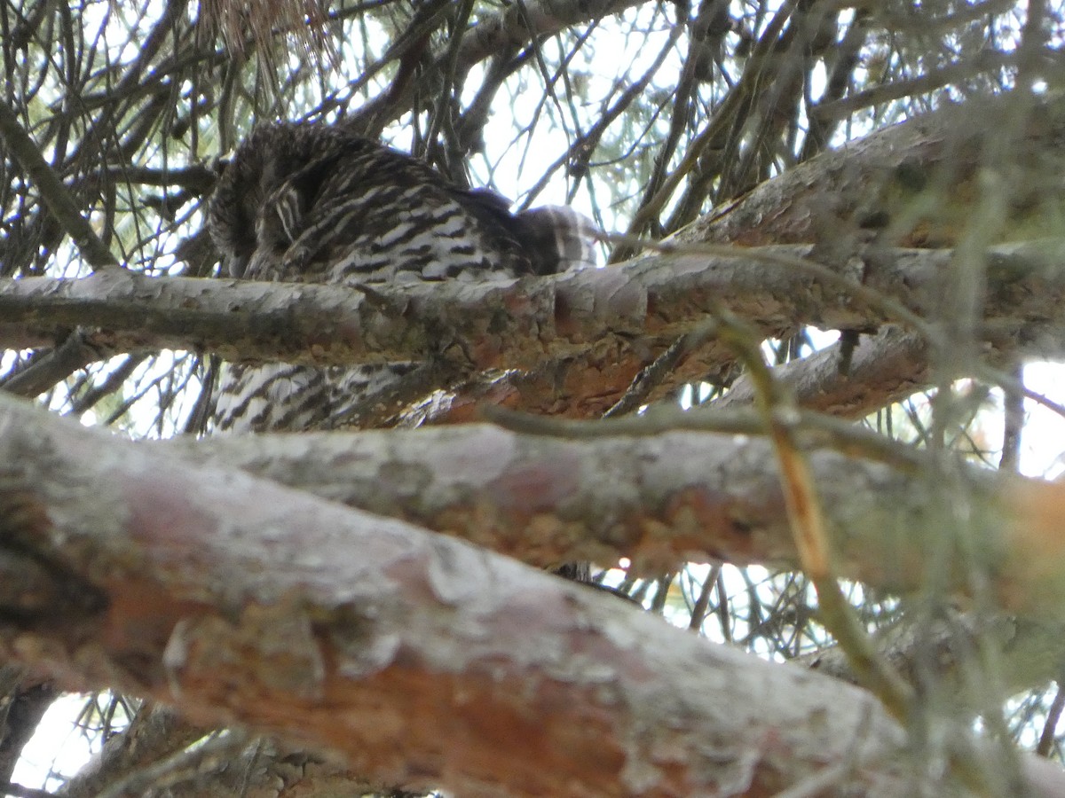Powerful Owl - ML644511291