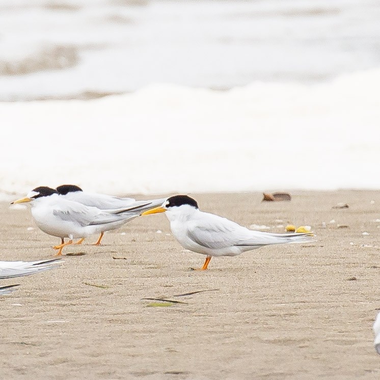 Australian Fairy Tern - ML644511310