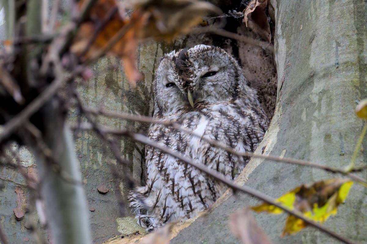 Chouette hulotte - ML644511325