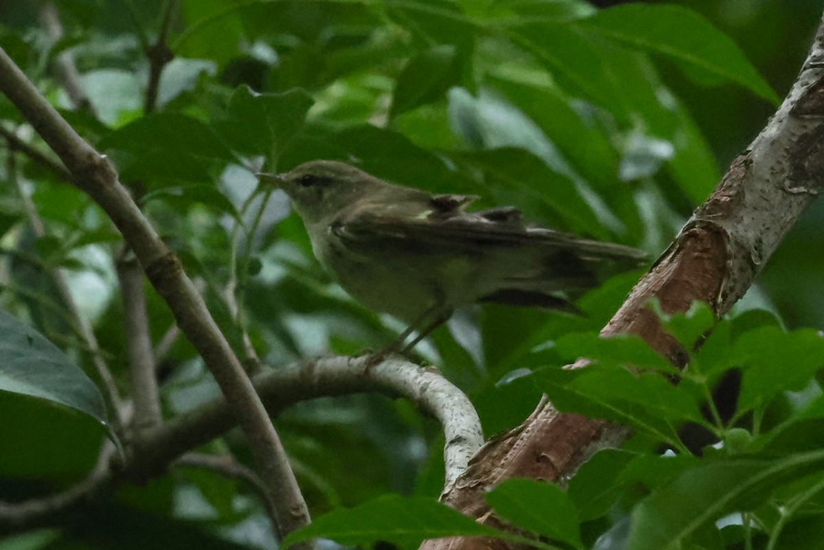 Pouillot à grands sourcils - ML644511326