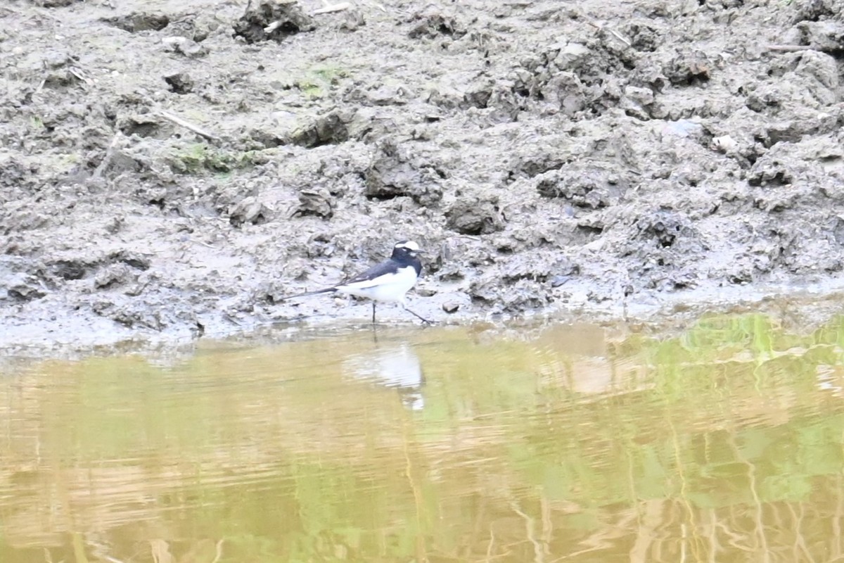 Japanese Wagtail - ML644511332