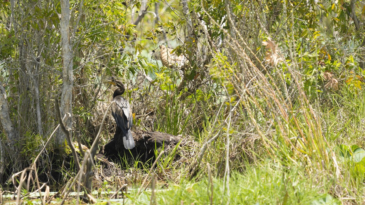 オーストラリアヘビウ - ML644511334