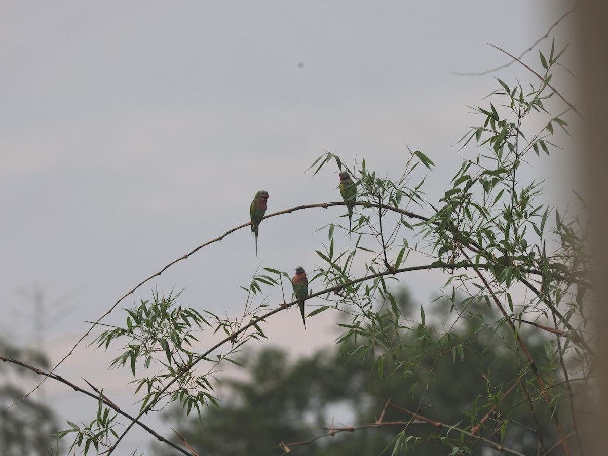 Perruche à moustaches - ML644511336
