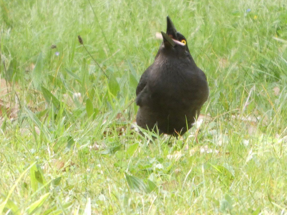 Gray Currawong (Gray) - ML644511339