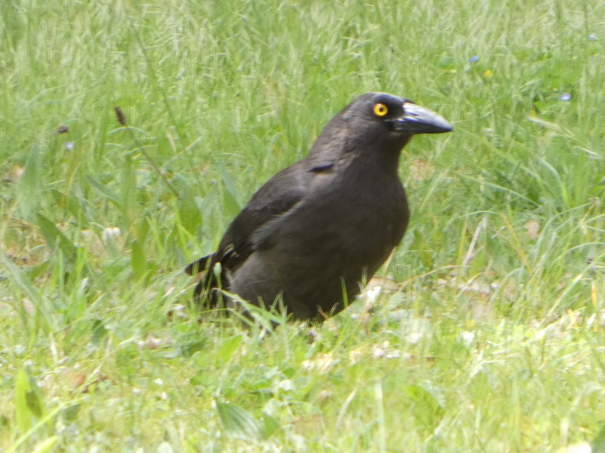 Gray Currawong (Gray) - ML644511340