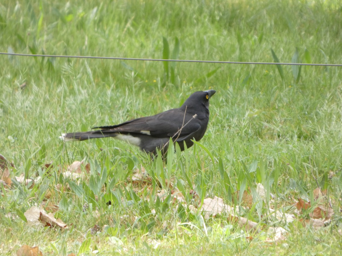 Gray Currawong (Gray) - ML644511341
