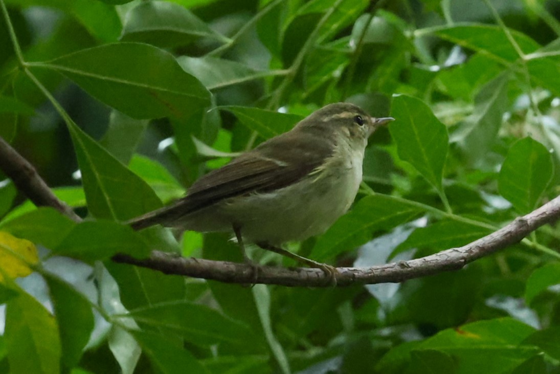 コムシクイ - ML644511344