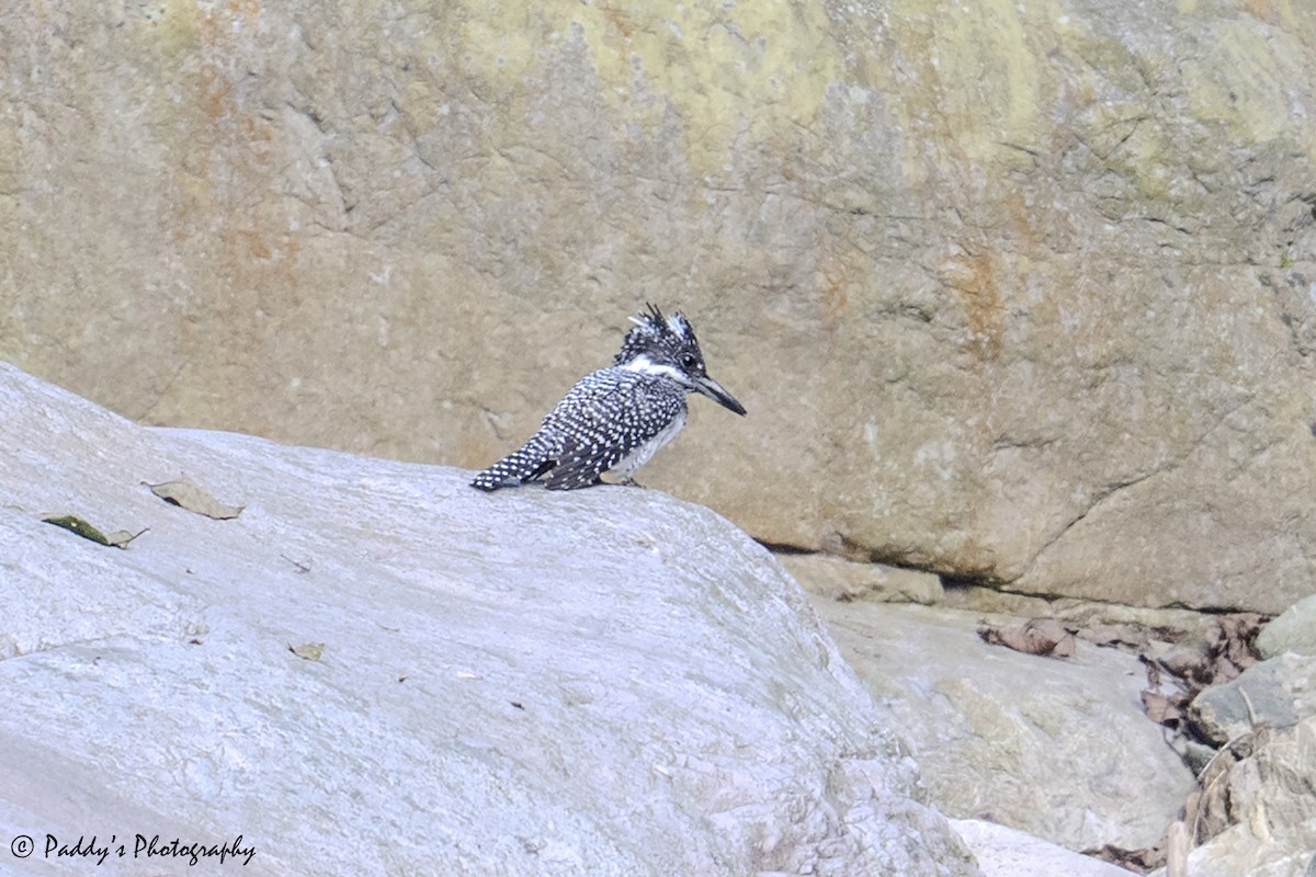 Crested Kingfisher - ML644511351