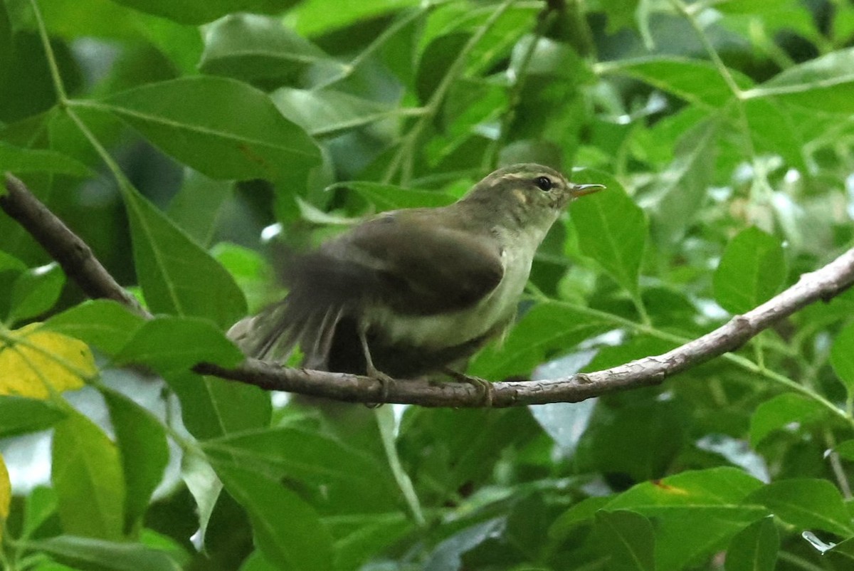 コムシクイ - ML644511357