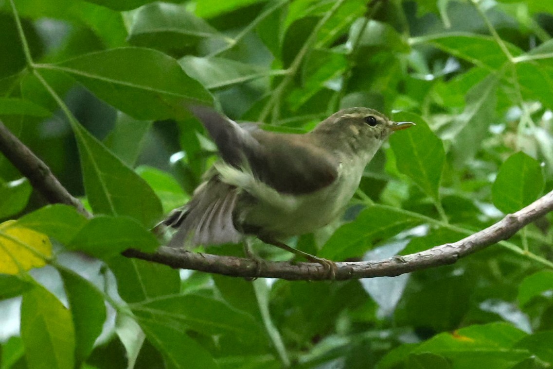 コムシクイ - ML644511358