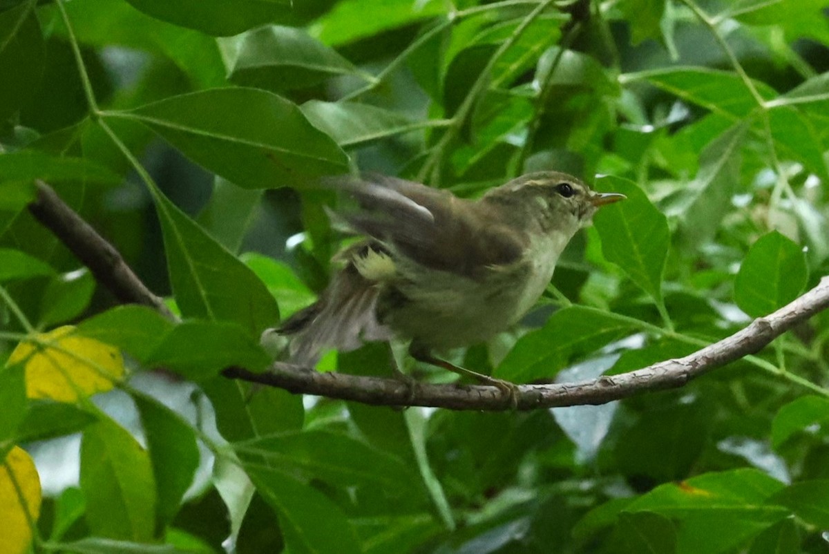 コムシクイ - ML644511359