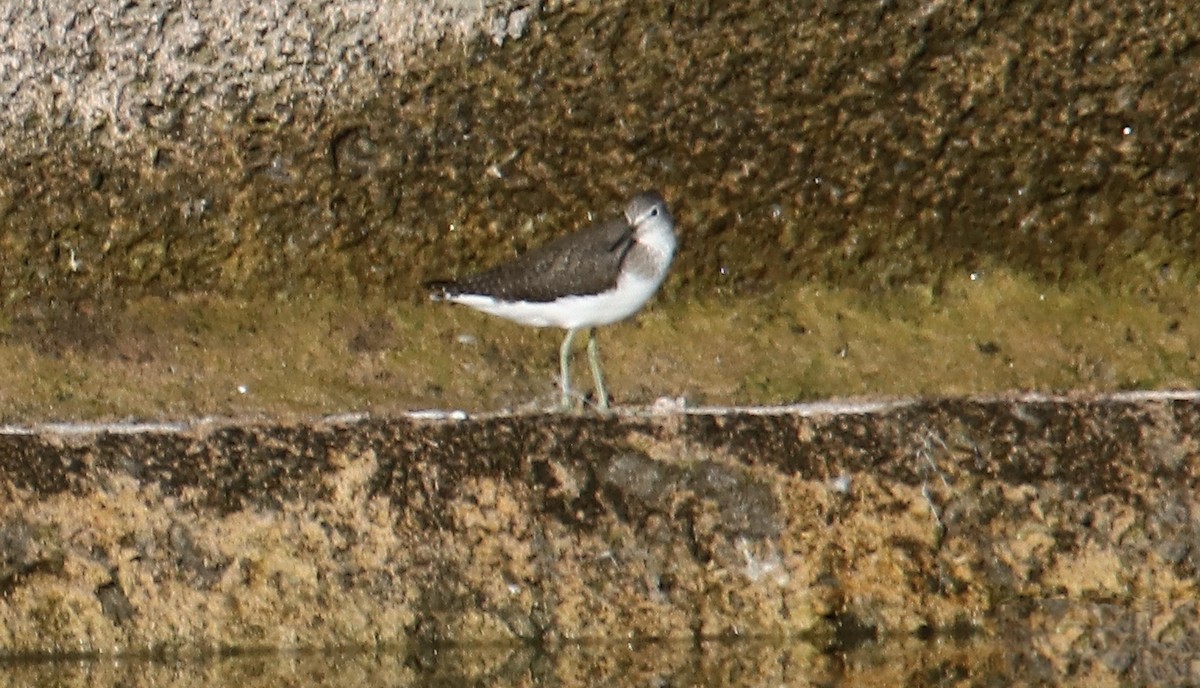 Green Sandpiper - ML644511362