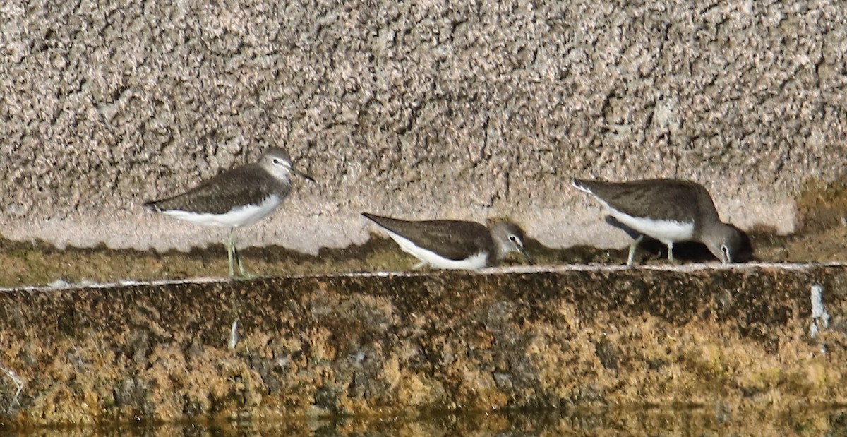 Green Sandpiper - ML644511364