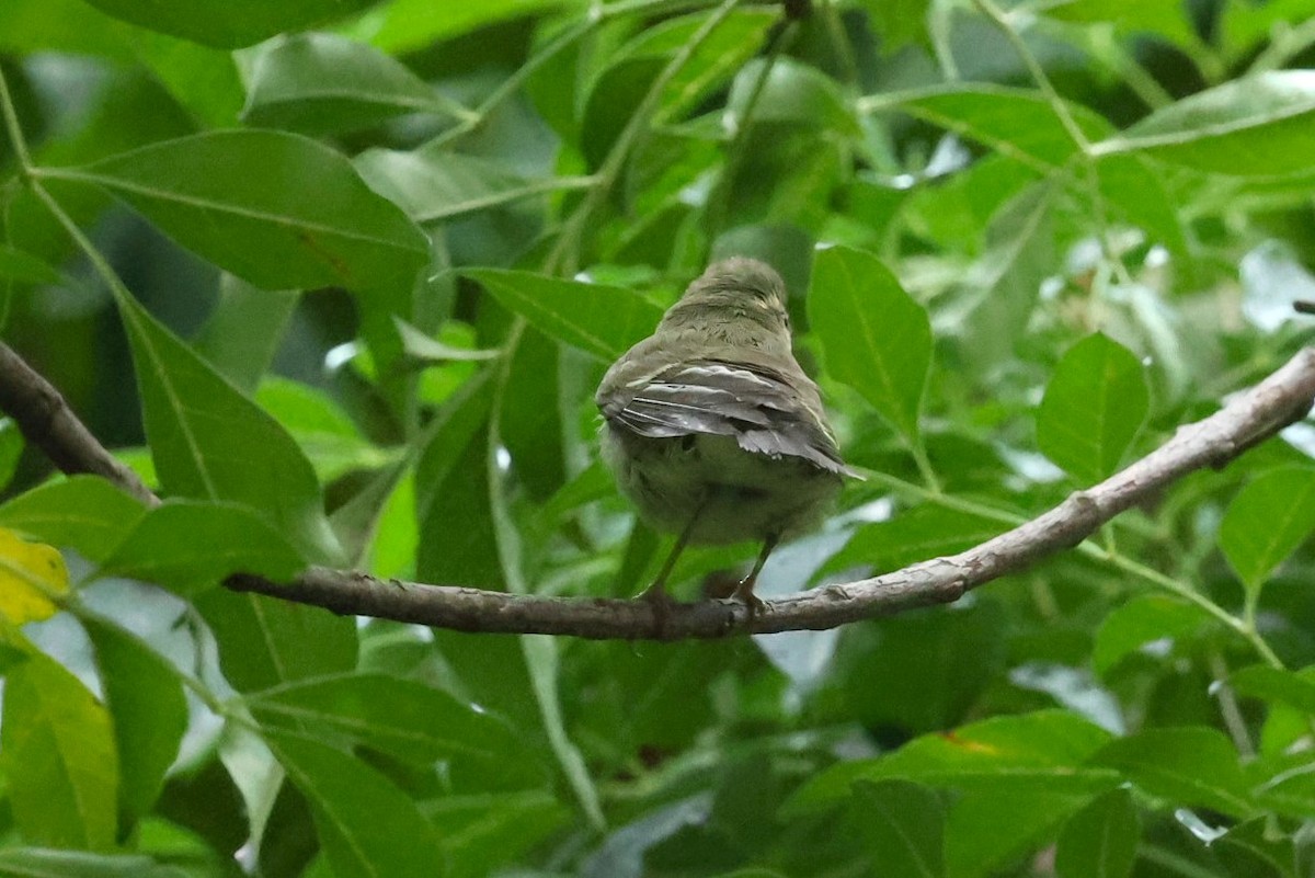 コムシクイ - ML644511365