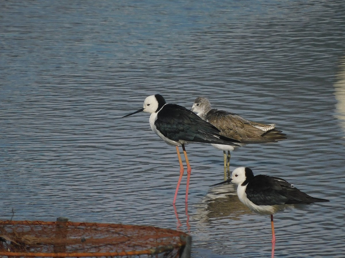 オーストラリアセイタカシギ - ML644511382