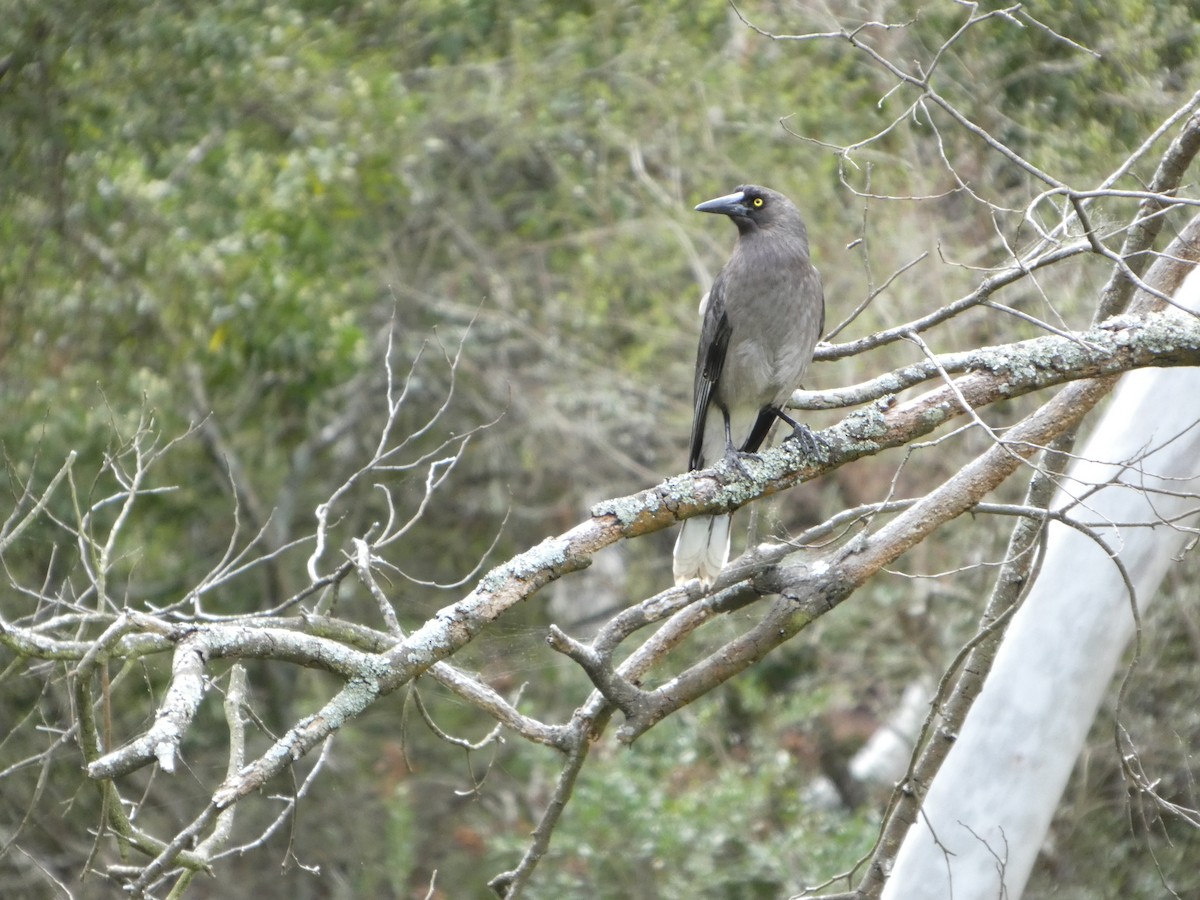 Gray Currawong - ML644511391