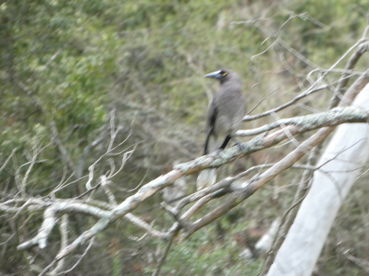 Gray Currawong - ML644511392