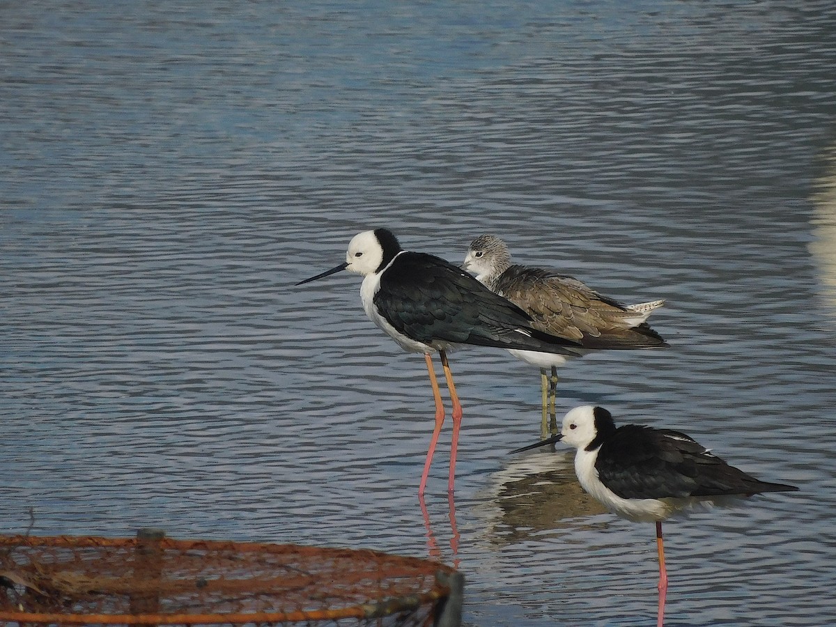 オーストラリアセイタカシギ - ML644511394