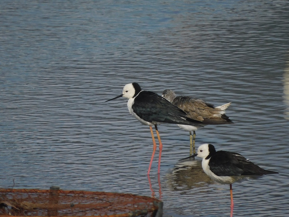 オーストラリアセイタカシギ - ML644511395