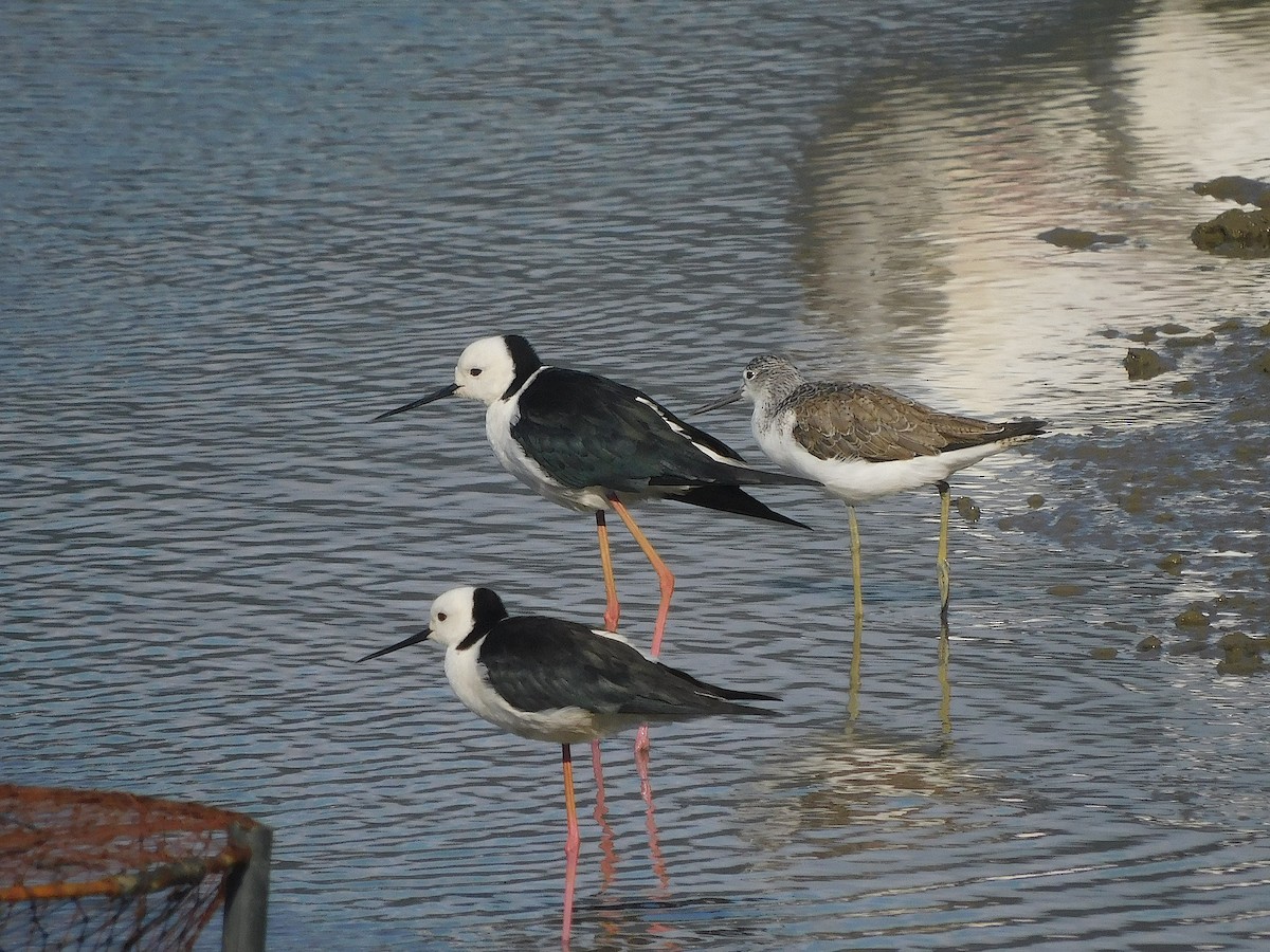 オーストラリアセイタカシギ - ML644511396