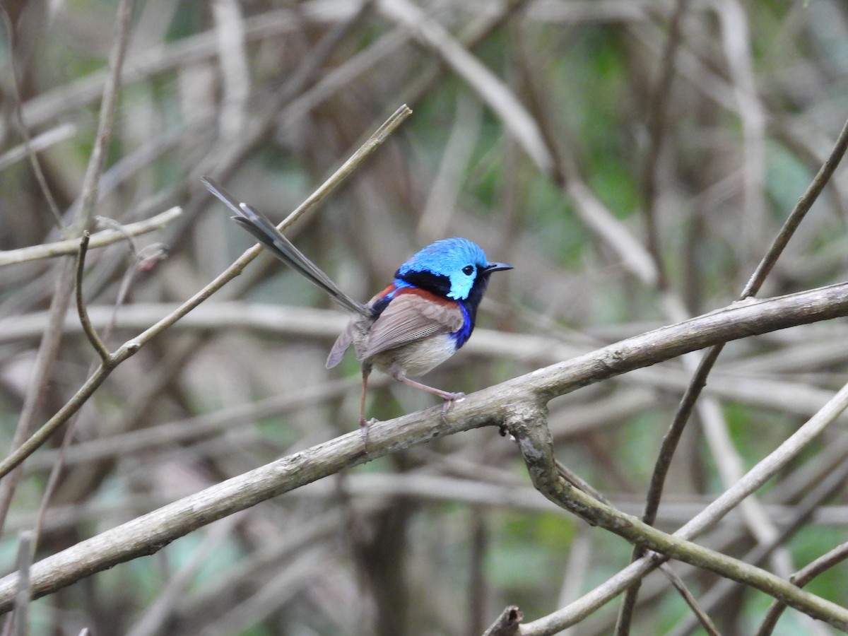 Değişken Peribülbülü - ML644511398