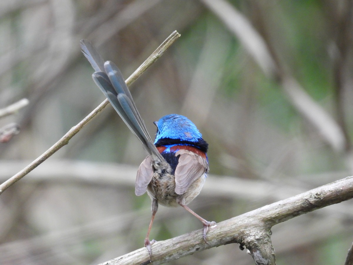 Değişken Peribülbülü - ML644511399