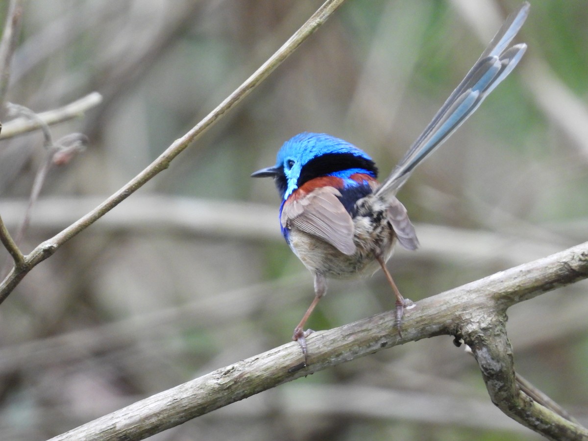 Değişken Peribülbülü - ML644511400