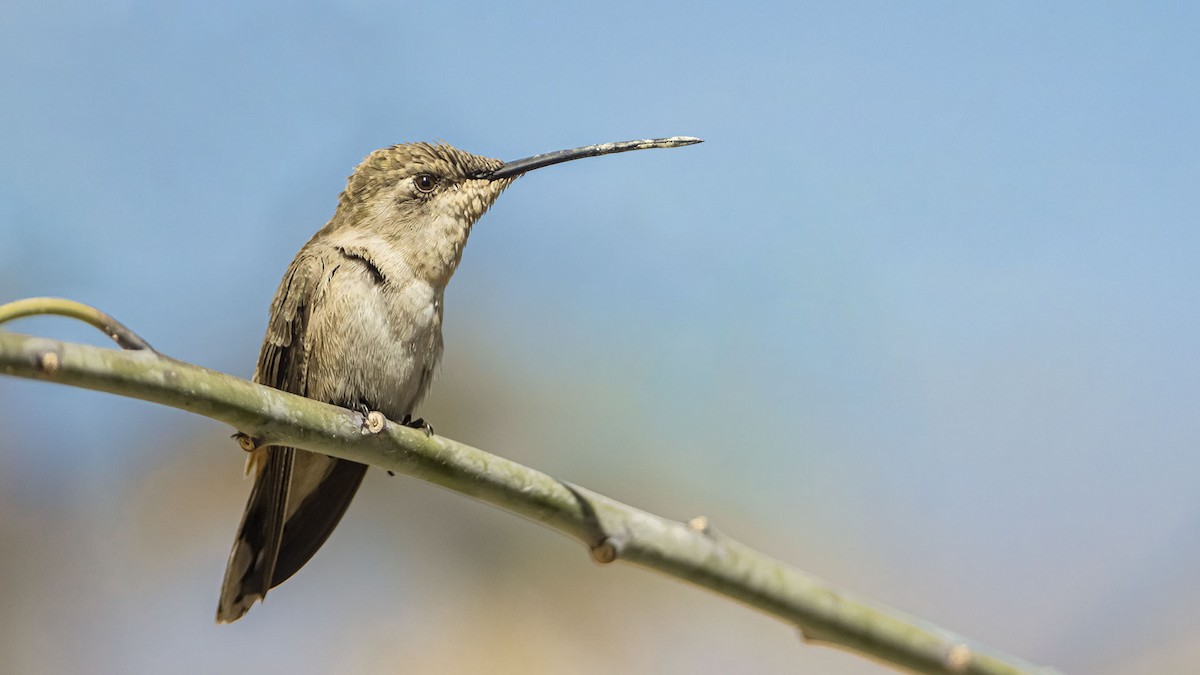 Oasis Hummingbird - ML644511420