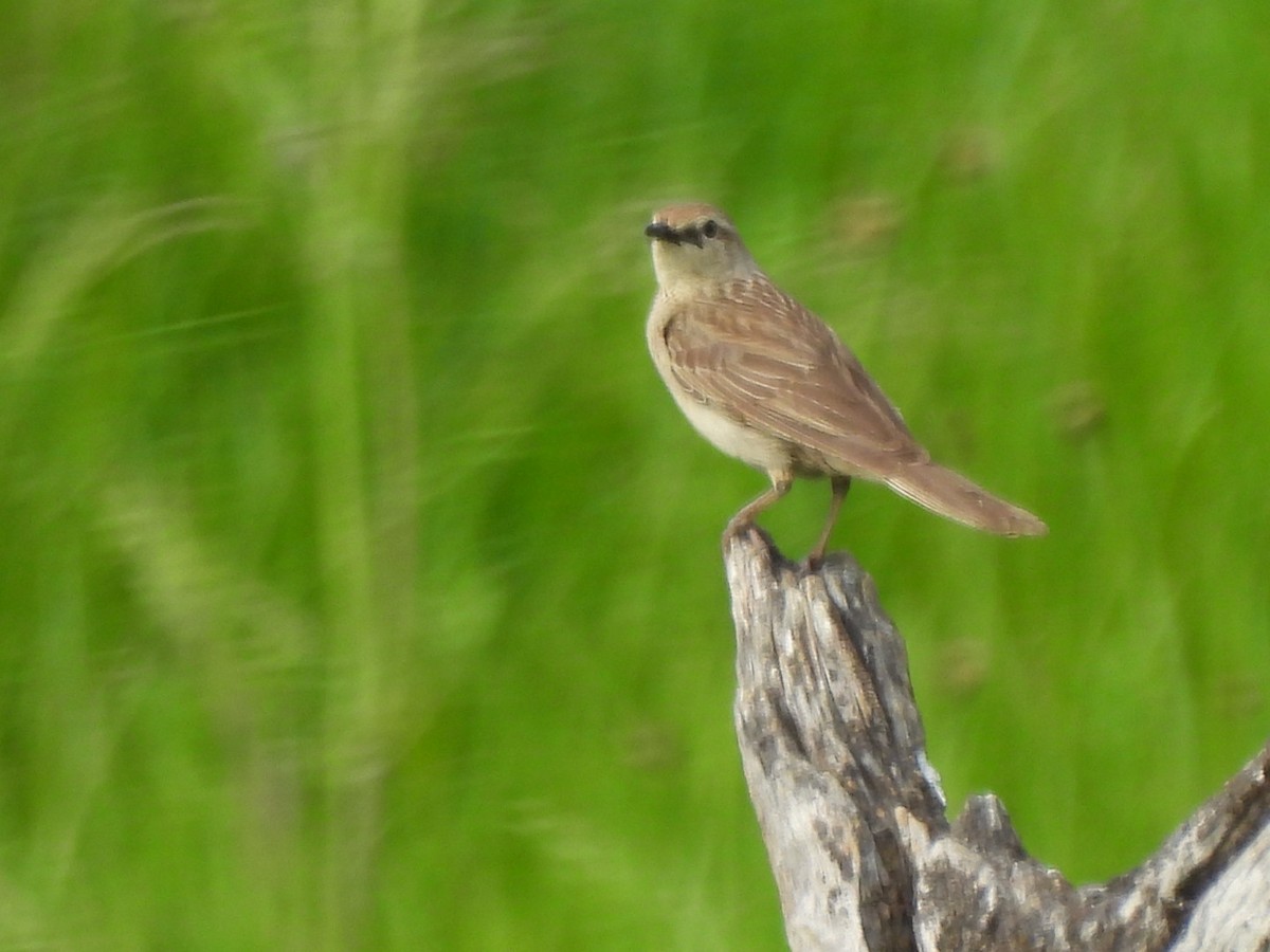 rustgumplerkesanger - ML644511424