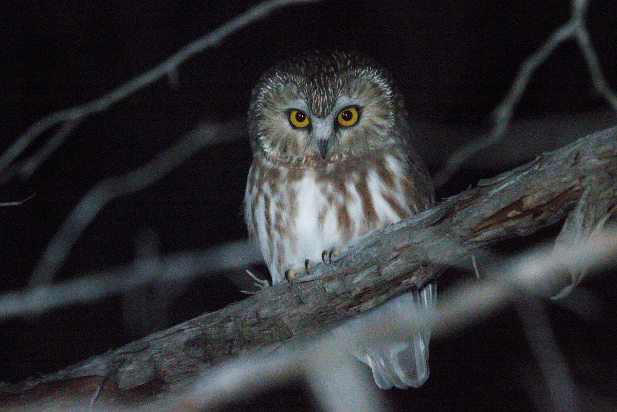 Североамериканский сыч - ML644511425