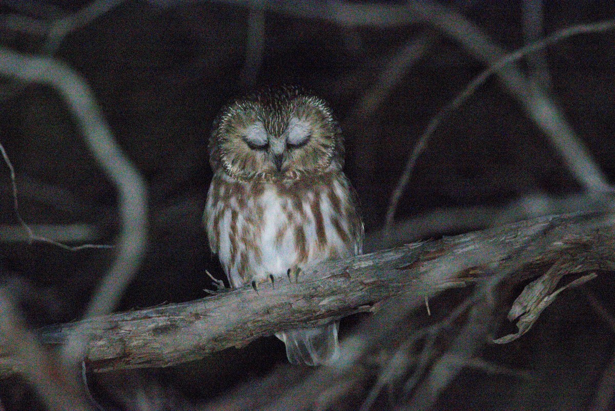 Североамериканский сыч - ML644511428