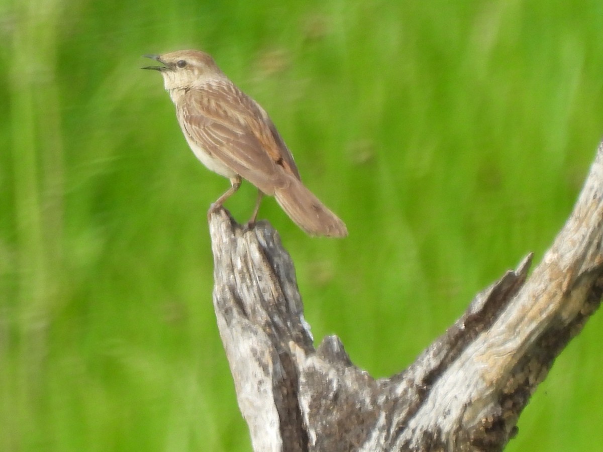 rustgumplerkesanger - ML644511431