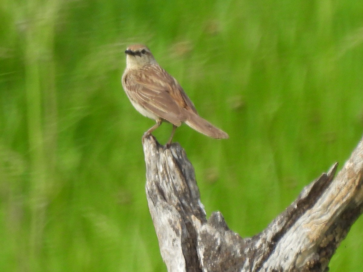 rustgumplerkesanger - ML644511432