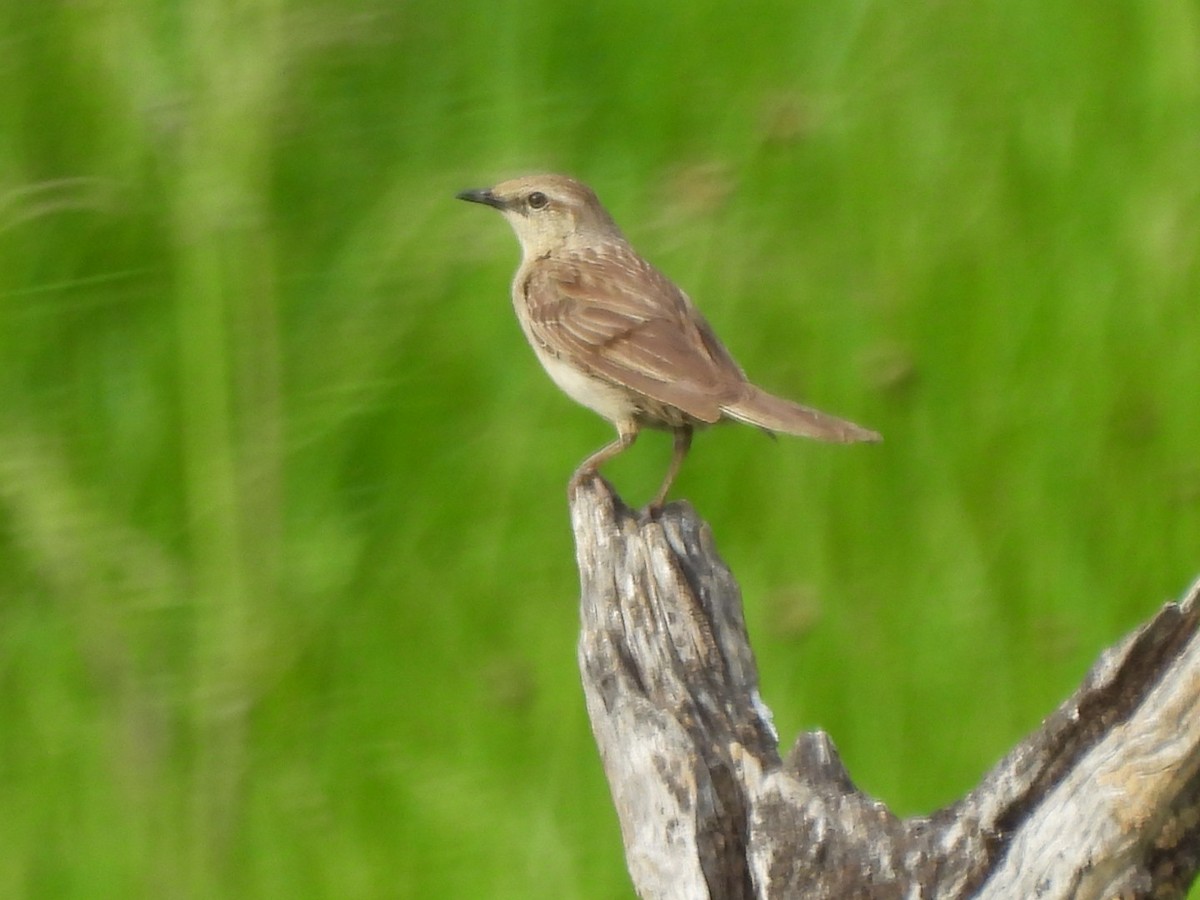 rustgumplerkesanger - ML644511433