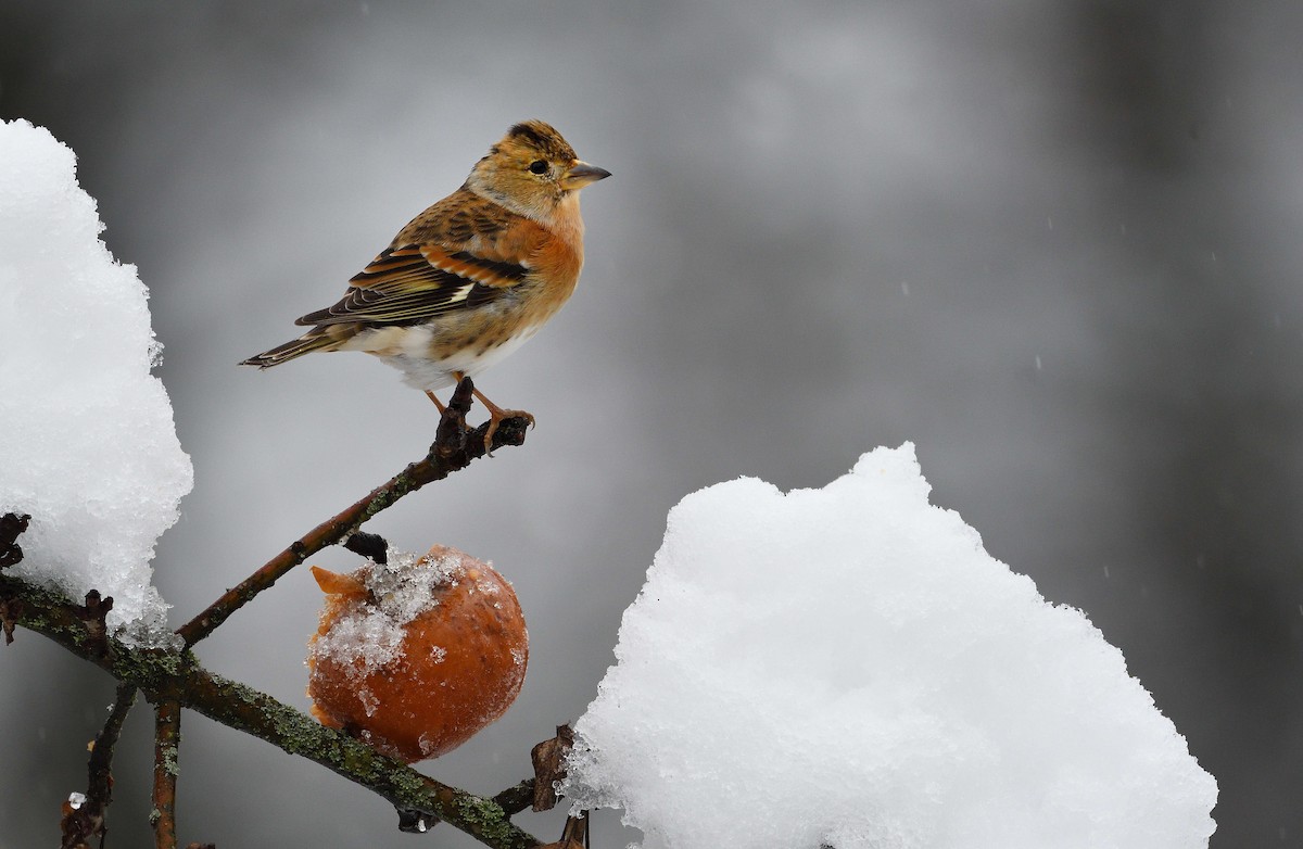Brambling - ML644511442