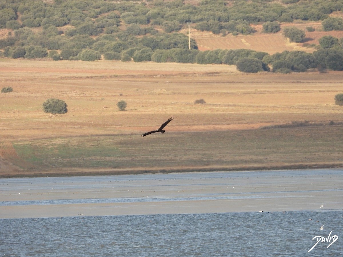 Aguilucho Lagunero Occidental - ML644511450