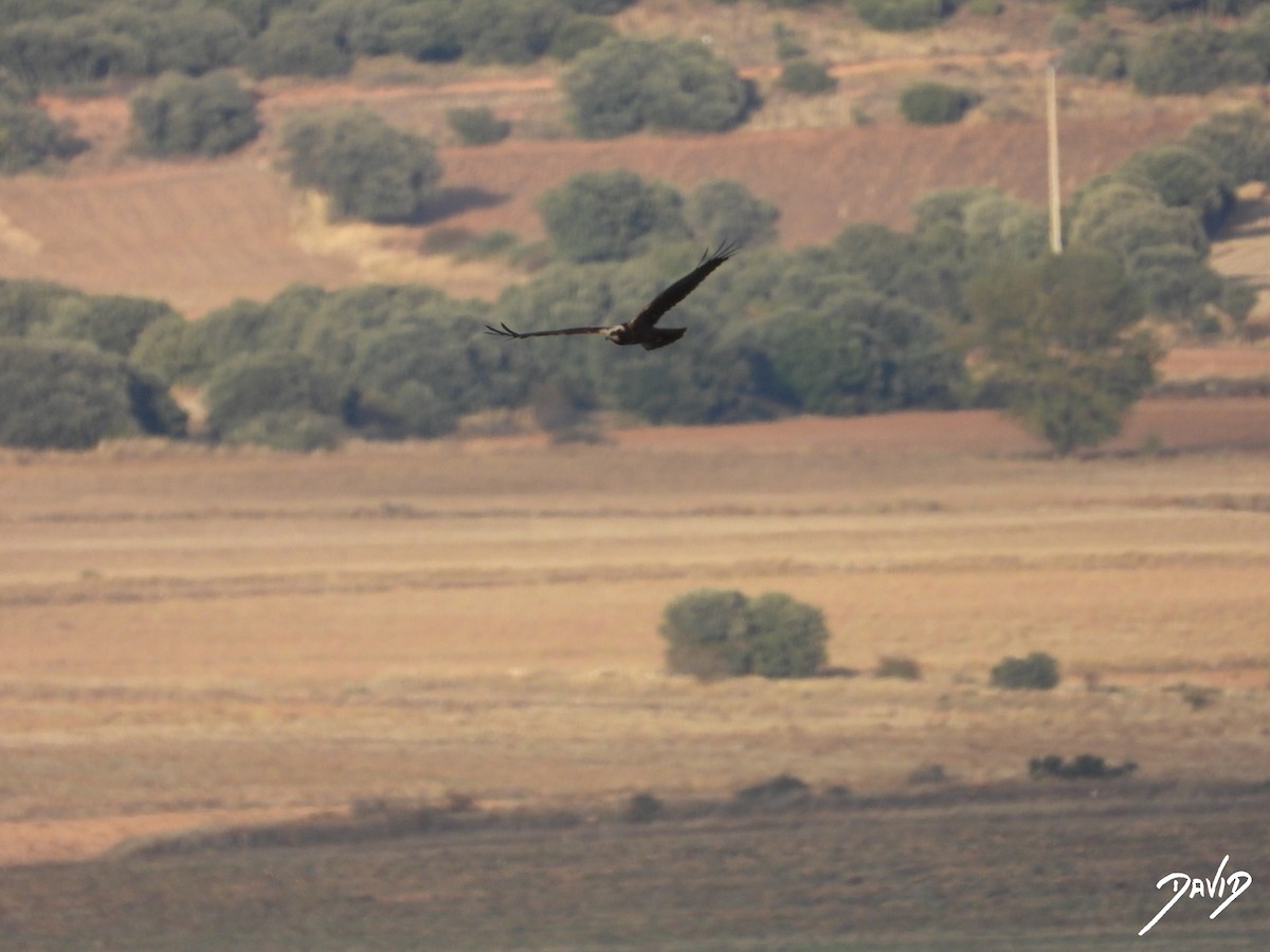 Aguilucho Lagunero Occidental - ML644511451